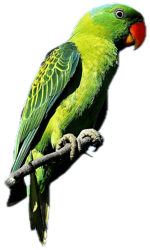 Burung