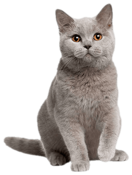 Kucing