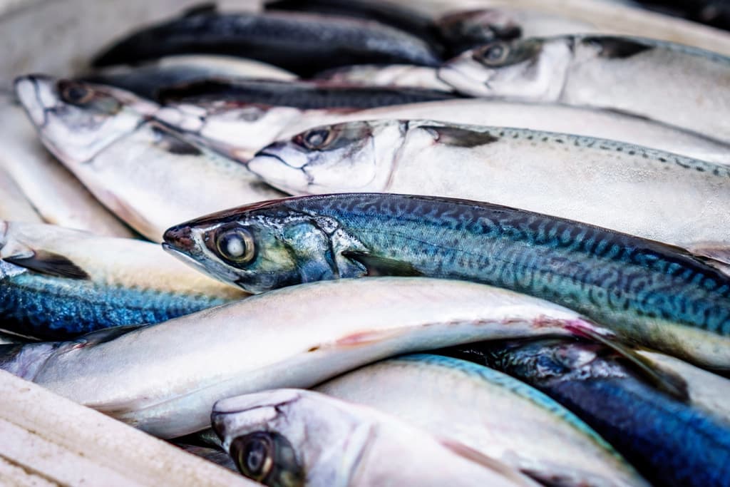 Ikan laut